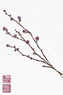 Plum Blossom
